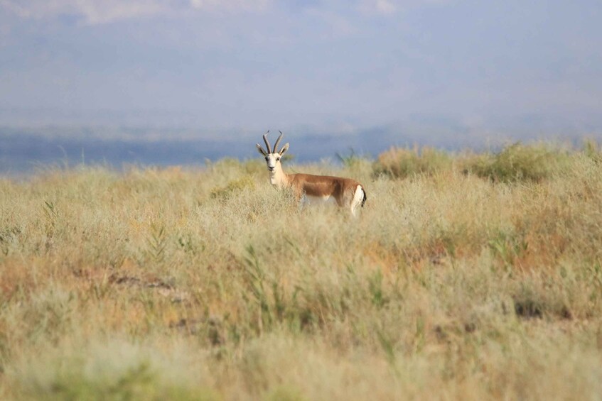 A solitary antelope standing in a grassy field with a mountainous backdrop. 1