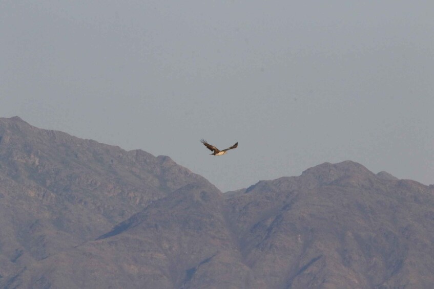 A bird flying over a mountainous landscape. 3
