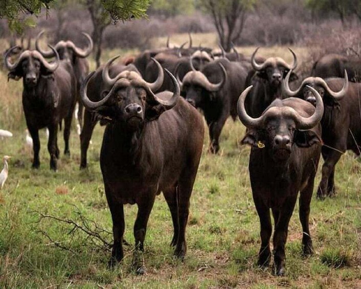 A herd of large, dark-colored buffalo with prominent horns in a grassy field. 5