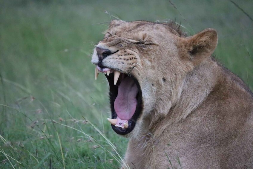 A lion with its mouth open, displaying its teeth. 3
