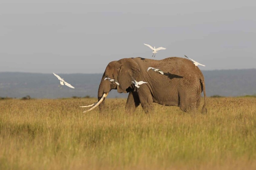 An elephant in a grassy field with birds flying around. 1