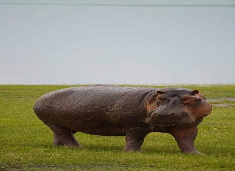 A hippopotamus in a grassy field. 2