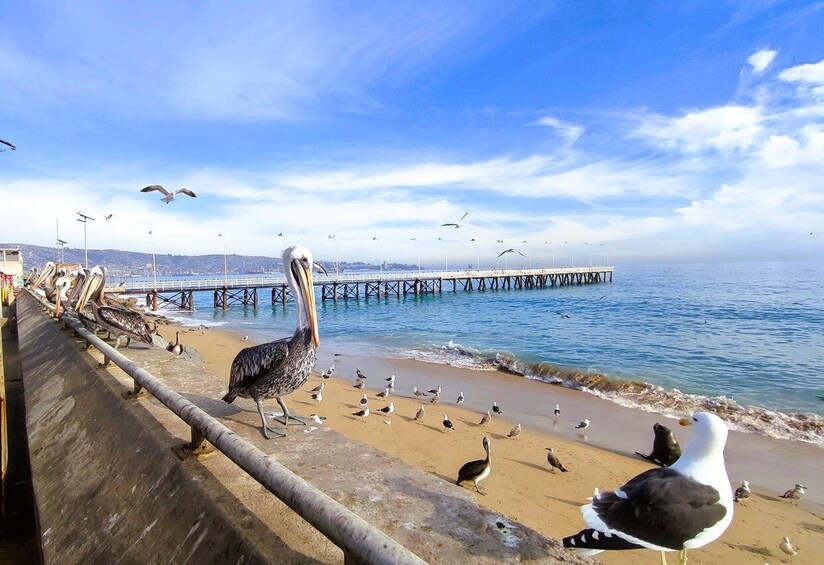 A coastal scene with a pier extending into the water, a sandy beach, and various birds. 2