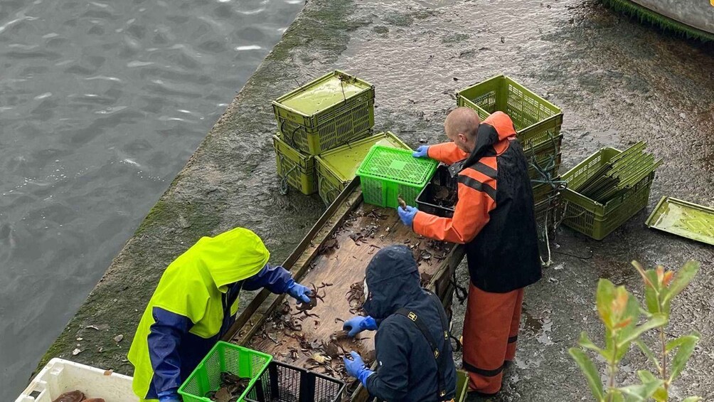 People collecting aquatic organisms from a muddy shore using green plastic crates. 2