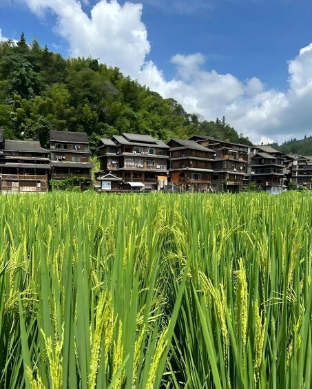 A rice field with traditional wooden buildings in the background. 5