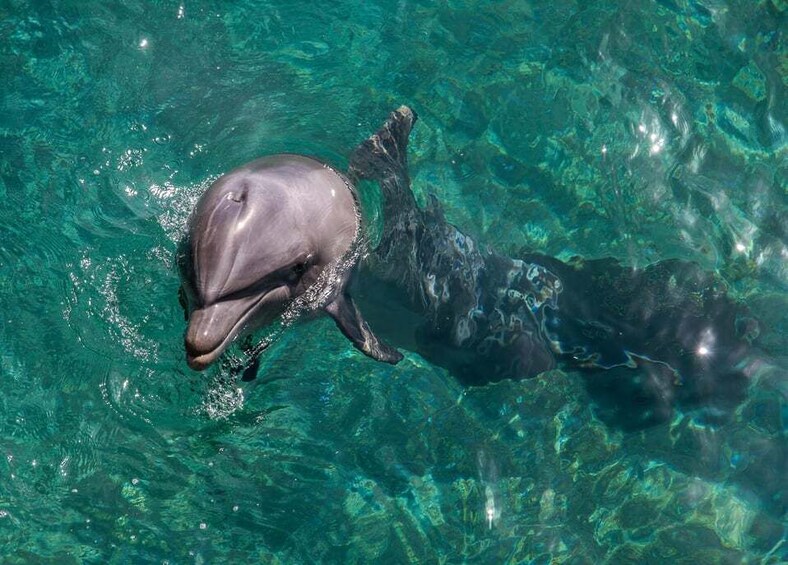 A dolphin swimming in clear blue water. 4