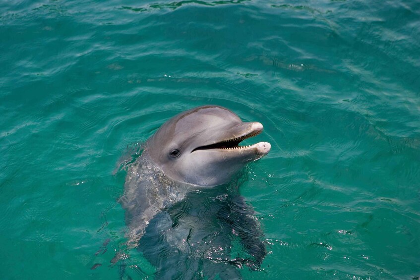 A dolphin swimming in clear blue water. 5