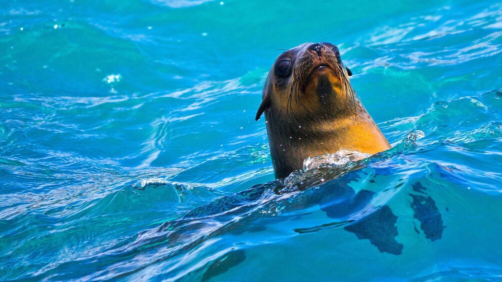 A seal swimming in clear blue water. 3