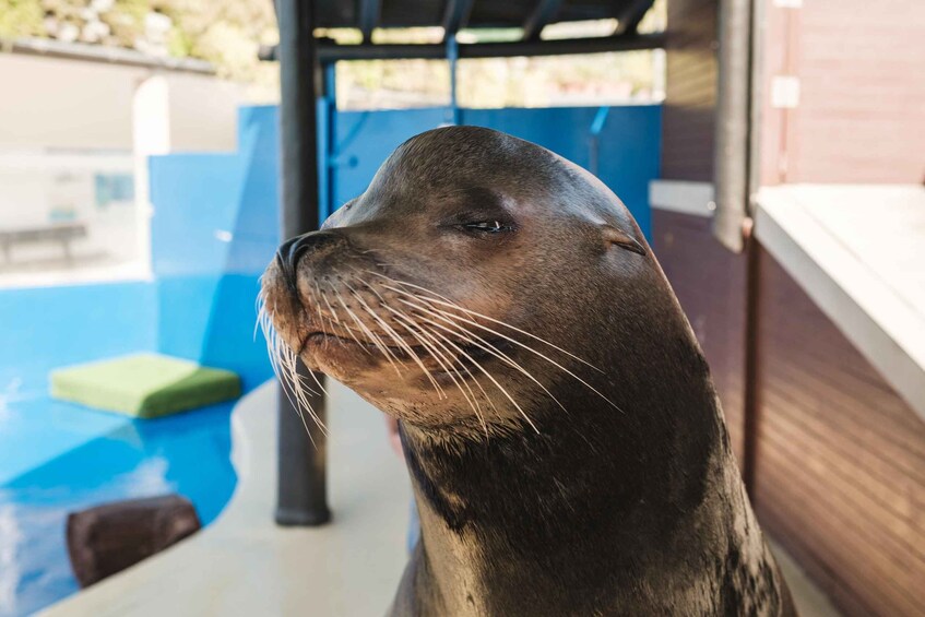 A seal with a blue pool and a wooden structure in the background. 2