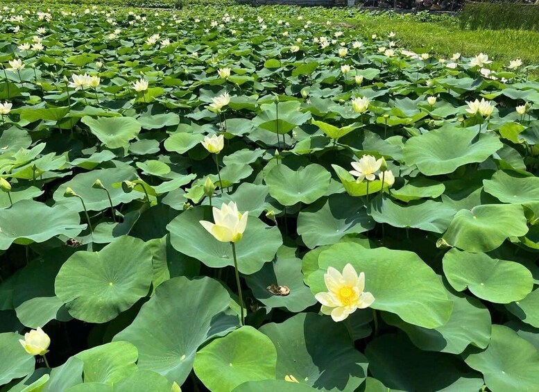 A field of water lilies with large green leaves and blooming yellow flowers. 3