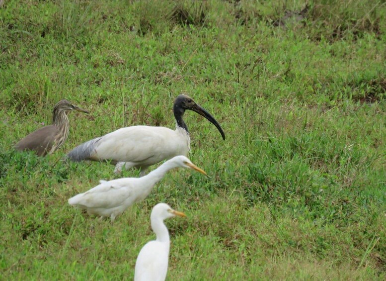 A group of birds in a grassy field. 3