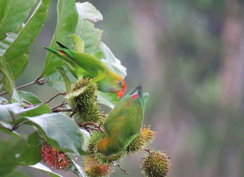 Two birds perched on a branch with green leaves and fruit. 5