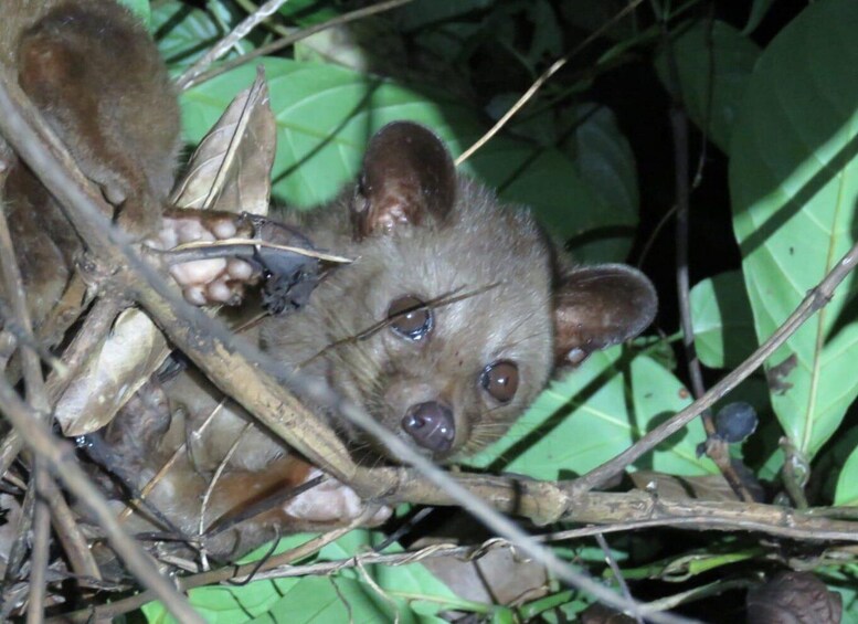 A bat clinging to a branch amidst green foliage. 4
