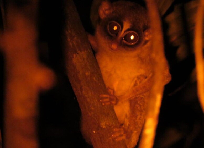 A lemur with large eyes peeking from behind a tree branch. 2