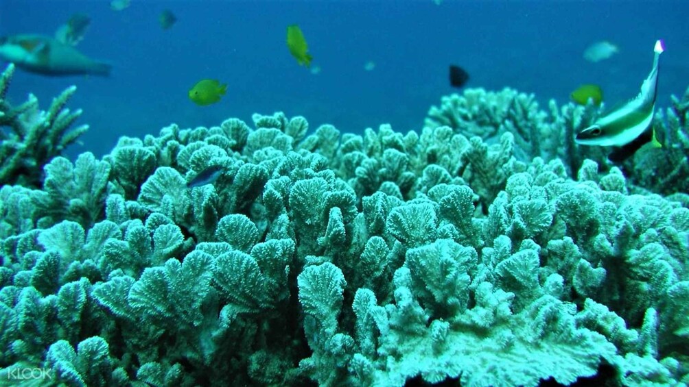 A vibrant coral reef with various fish species swimming around. 2