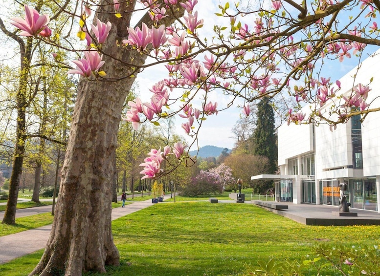 A park with blooming pink magnolia trees, a grassy area, and a modern building with glass windows. 1