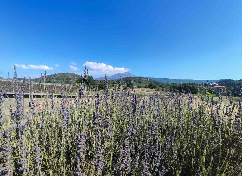 A field of lavender with a mountain and a bridge in the background. 2