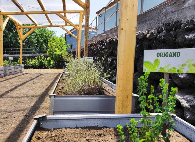 A garden with raised beds, a wooden pergola, and a sign labeled 'ORIGANO.' 1