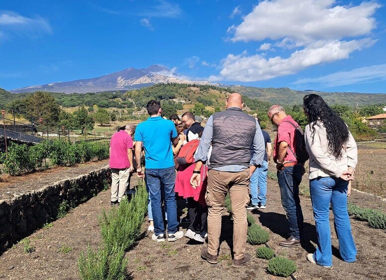 A group of people standing on a hillside overlooking a vineyard and a mountain. 4