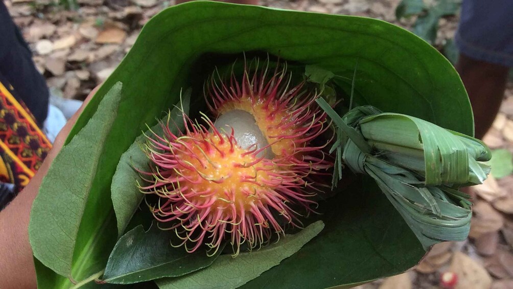 A person holding a rambutan fruit with a green leaf and a white husk. 5