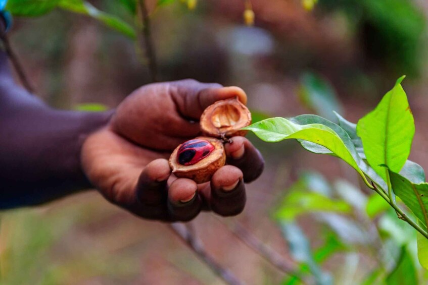 A hand holding a nut with a red and black insect inside, surrounded by green leaves. 4