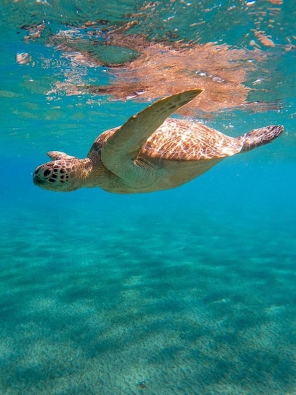 A sea turtle swimming underwater. 1