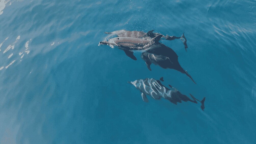 Three dolphins swimming in clear blue water. 2