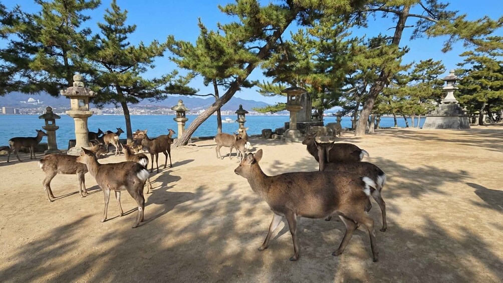 A group of deer in a park with trees and stone lanterns. 4