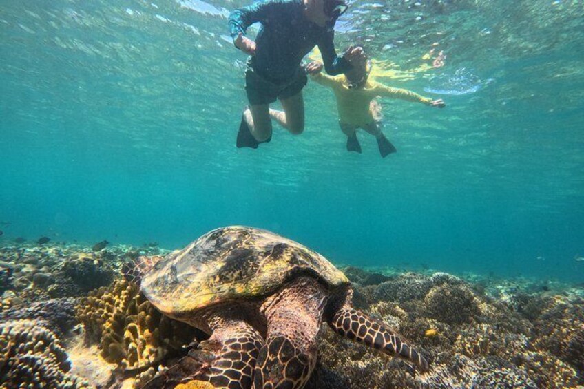 A diver and a snorkeler swimming near a turtle on a coral reef. 5
