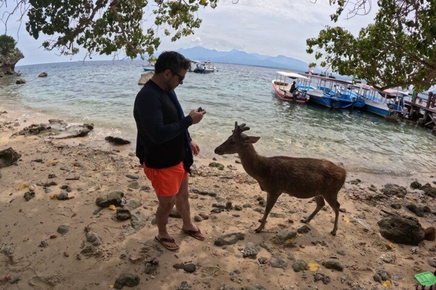 A person standing on a rocky beach with a deer, boats in the background, and mountains in the distance. 2