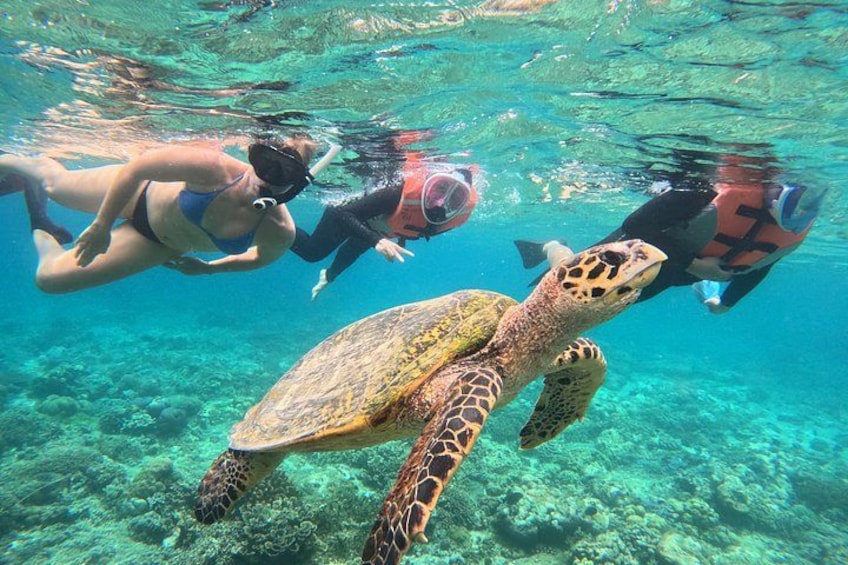 A turtle swimming underwater with snorkelers. 1