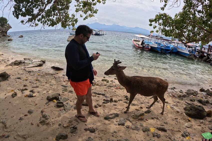 A person standing on a rocky beach with a deer, boats in the background, and mountains in the distance. 2