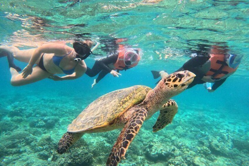 A turtle swimming underwater with snorkelers. 1