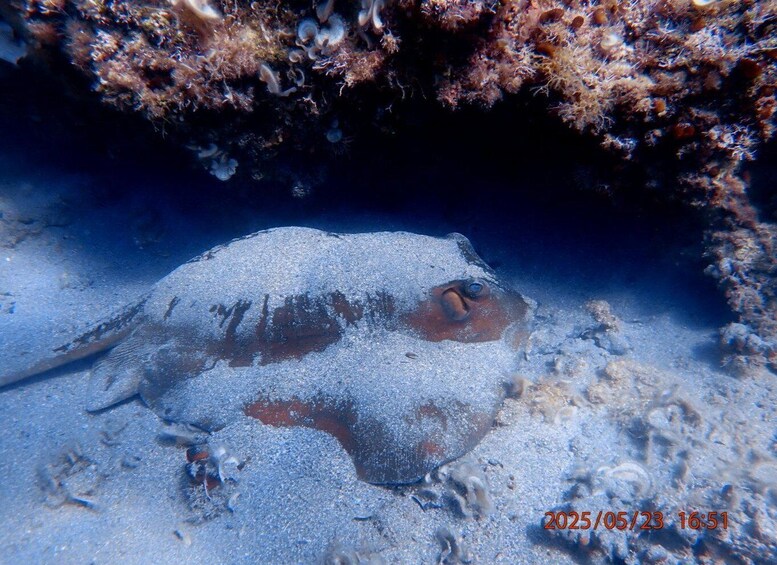 A stingray resting on the ocean floor, surrounded by coral and sand. 4
