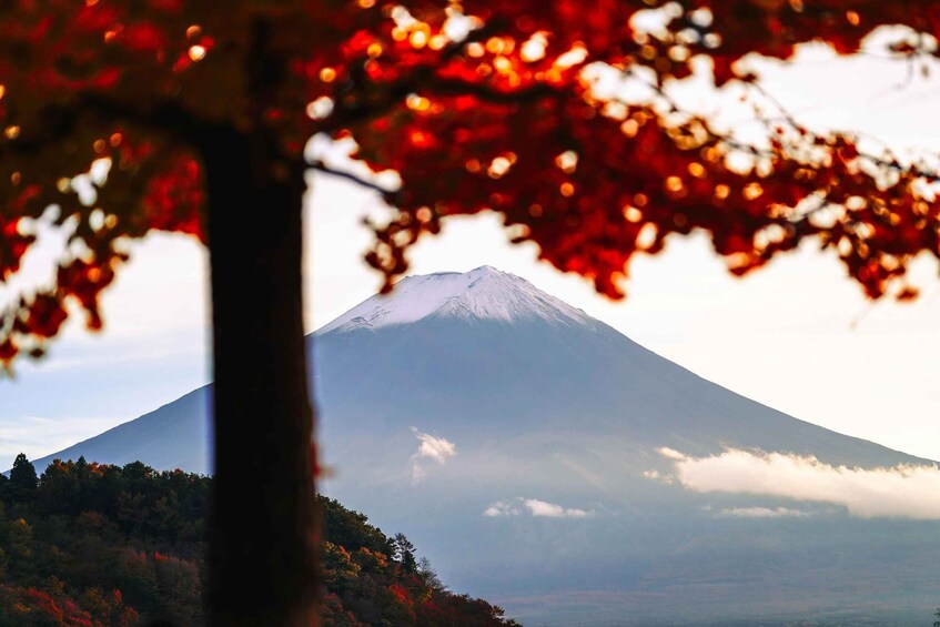 A snow-capped mountain with a forested foreground and a clear sky. 2