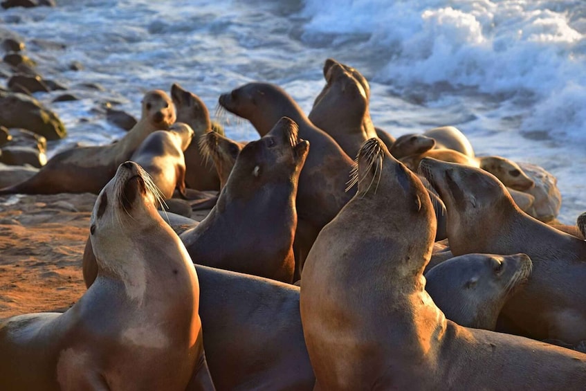 A group of sea lions on a rocky beach with waves in the background. 5