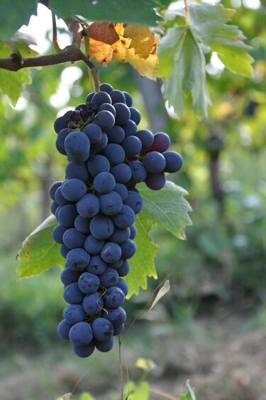 A bunch of dark purple grapes hanging from a vine with green leaves. 5
