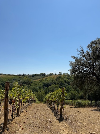 A vineyard with rows of grapevines under a clear blue sky. 3
