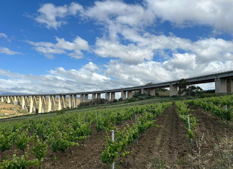 A vineyard under a bridge with a clear sky. 2