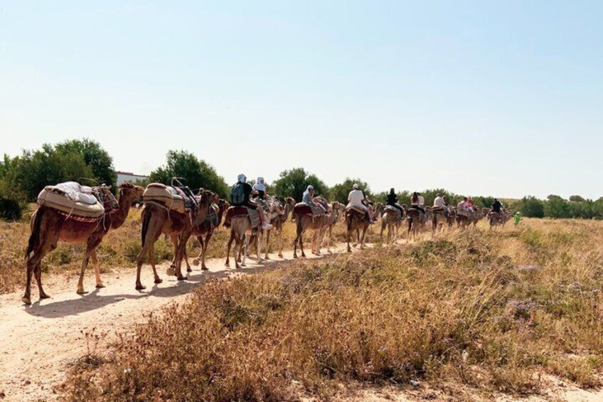 A group of camels with riders on a dirt path in a dry, grassy area. 5