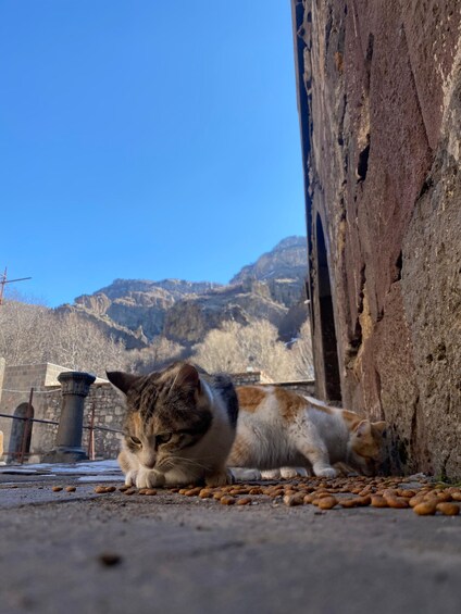 A cat near a building with a mountainous backdrop. 3