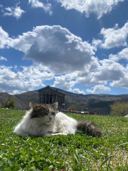 A cat lying on grass with mountains and a building in the background. 1