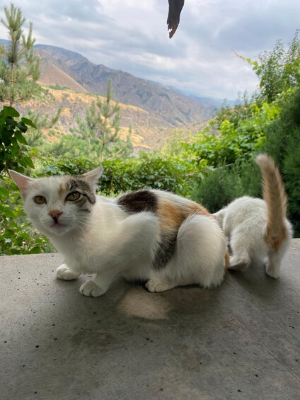 A cat sitting on a concrete surface with a mountainous landscape in the background. 5