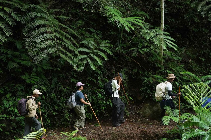 Four hikers walking through a dense forest with ferns and a dirt path. 2