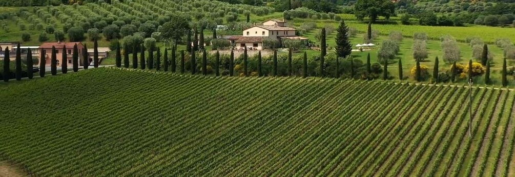 A vineyard with rows of grapevines and a house in the background. 1
