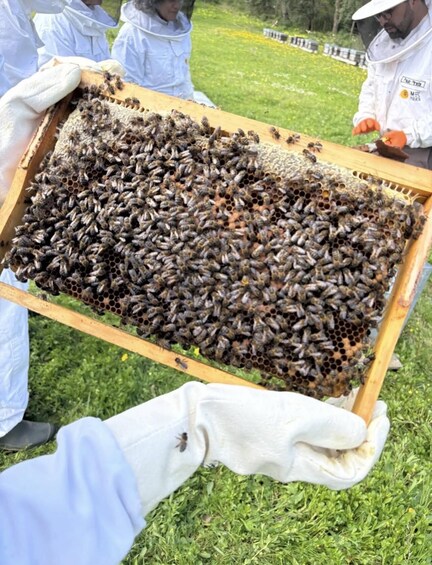 A person holding a beehive frame with bees. 5