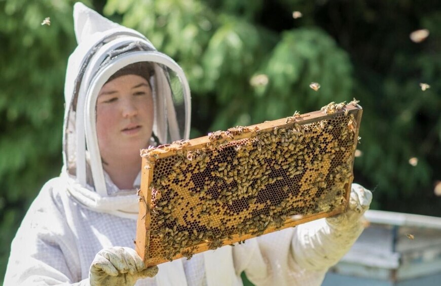 A person in protective clothing holding a beehive. 2