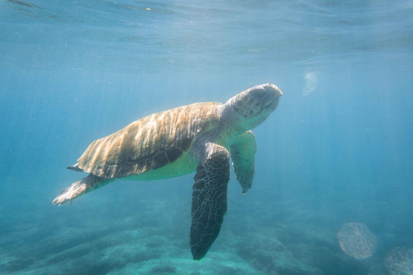 Una tortuga marina nadando bajo el agua. 1