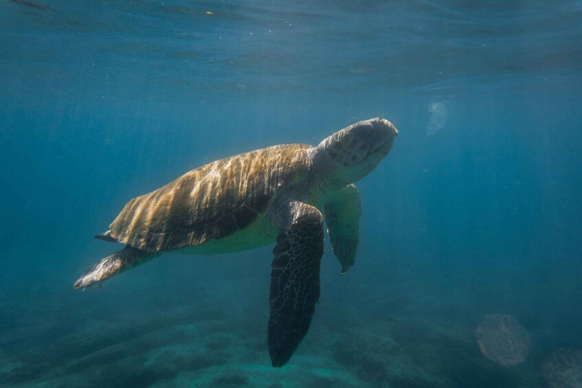 Una tortuga marina nadando bajo el agua. 4