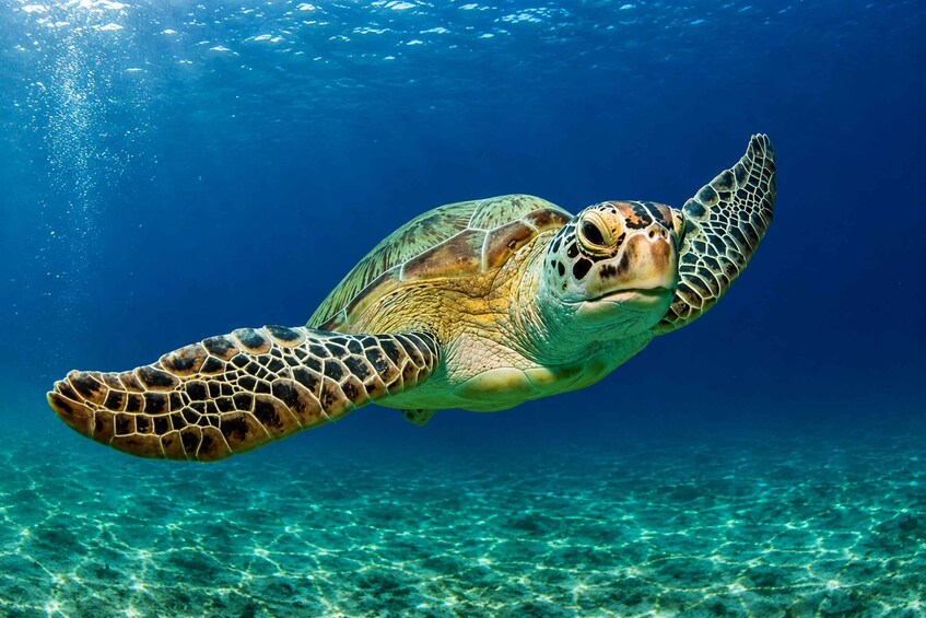 A sea turtle swimming underwater. 1